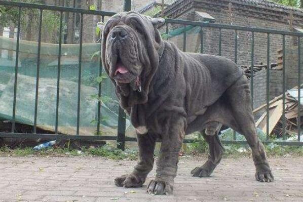 世界十大最危險猛犬，世界猛犬有哪些？